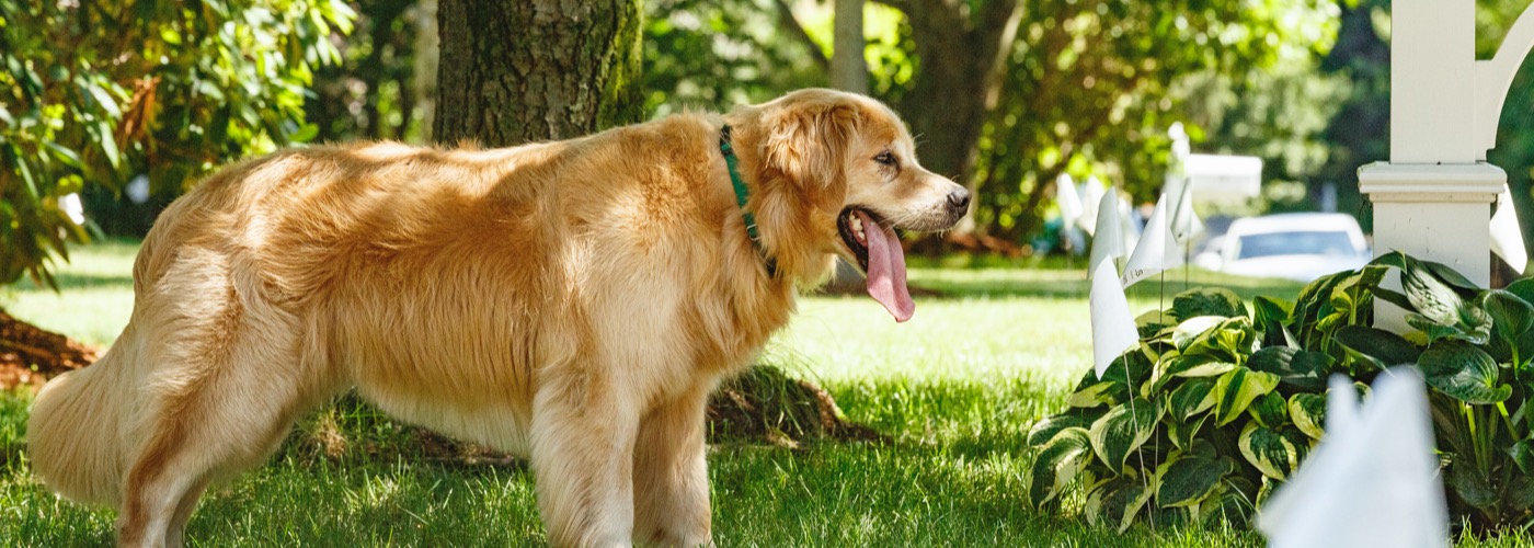 DogWatch of Augusta-Aiken, Thomson, Georgia | Outdoor Hidden Dog Fences Slider Image