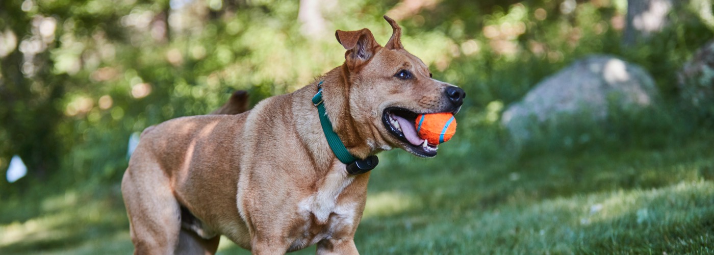 DogWatch of Augusta-Aiken, Thomson, Georgia | ProFenceX Slider Image